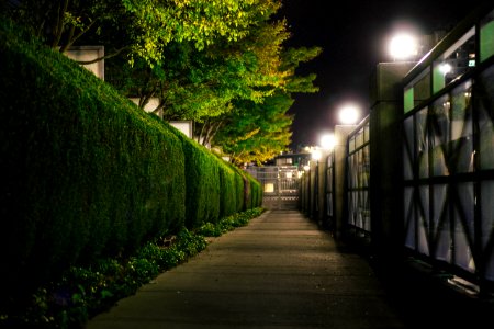 green trees on gray concrete pathway during night time photo