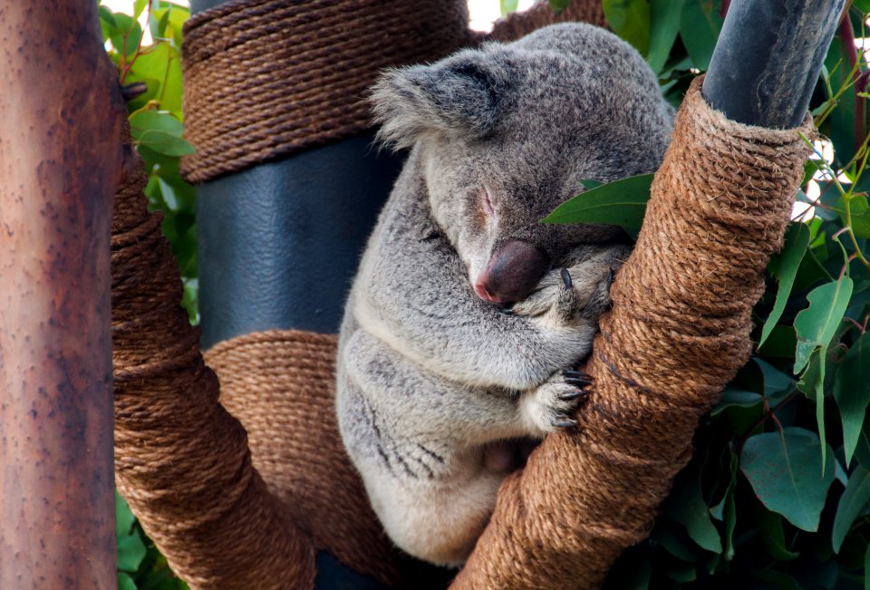 San diego zoo, San diego, United states