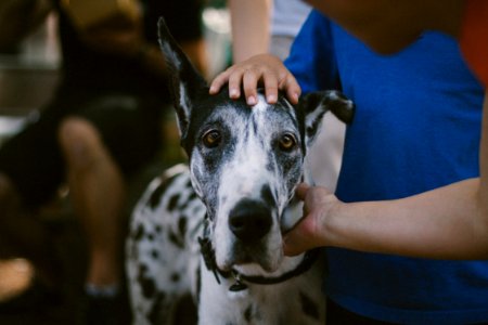 black and white dalmatian dog photo