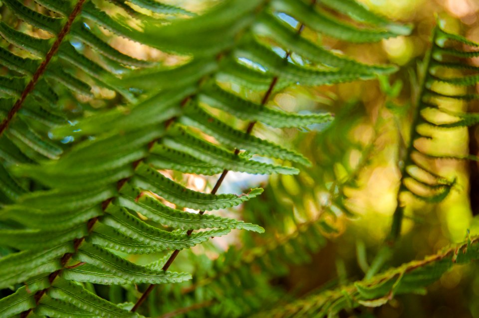San diego, United states, Fern
