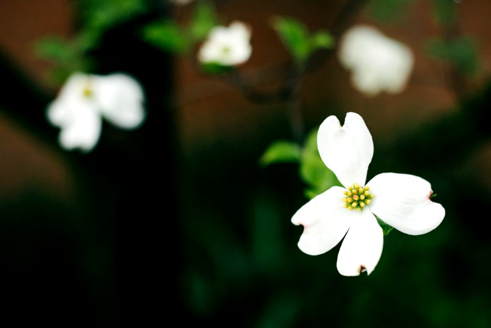 selective focus photography of white flower