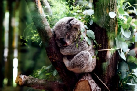 koala sleeping on tree branch photo
