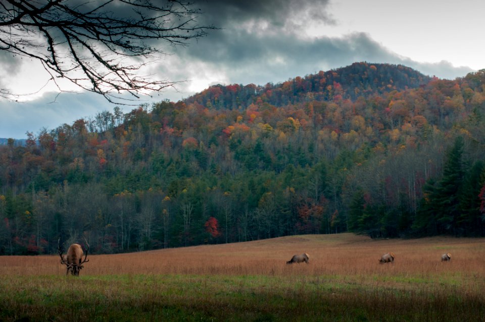 brown moose on field