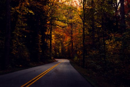 empty road between trees photo