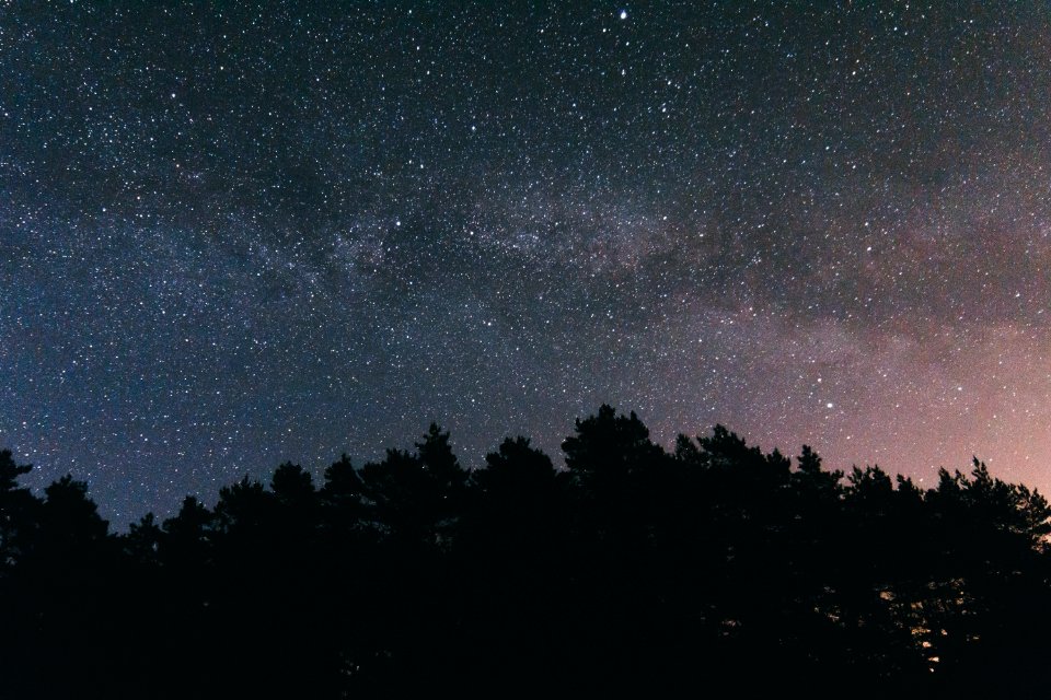 closeup photo of trees during night time