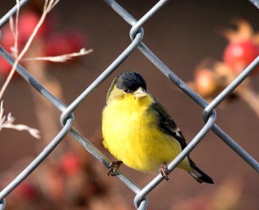 Ashl, United states, Fence