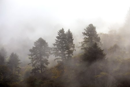 Redwood national park, United states, Mist photo