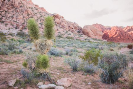 Las vegas, Red rock canyon national conservation area, United states photo