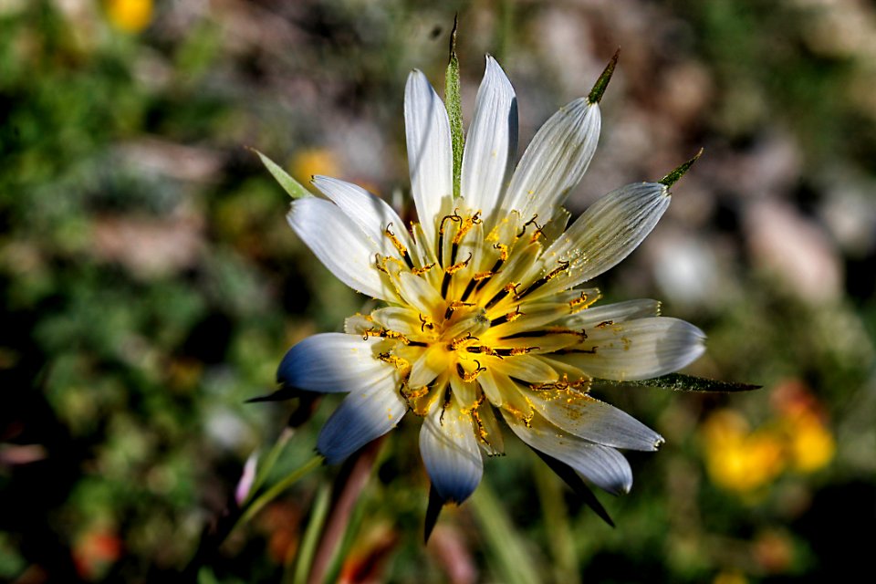 Ragedii ky, Turkey, Nature