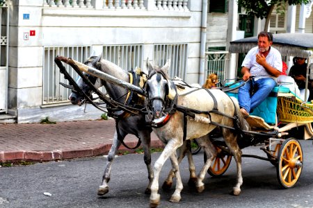 Prince isl, Turkey, Horse photo