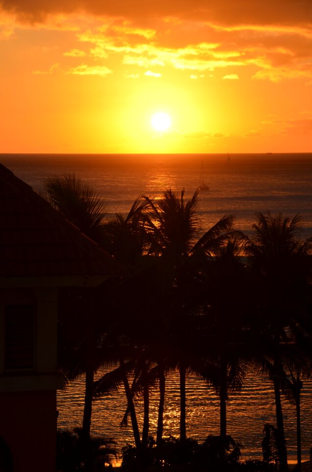 Palm trees trees sun