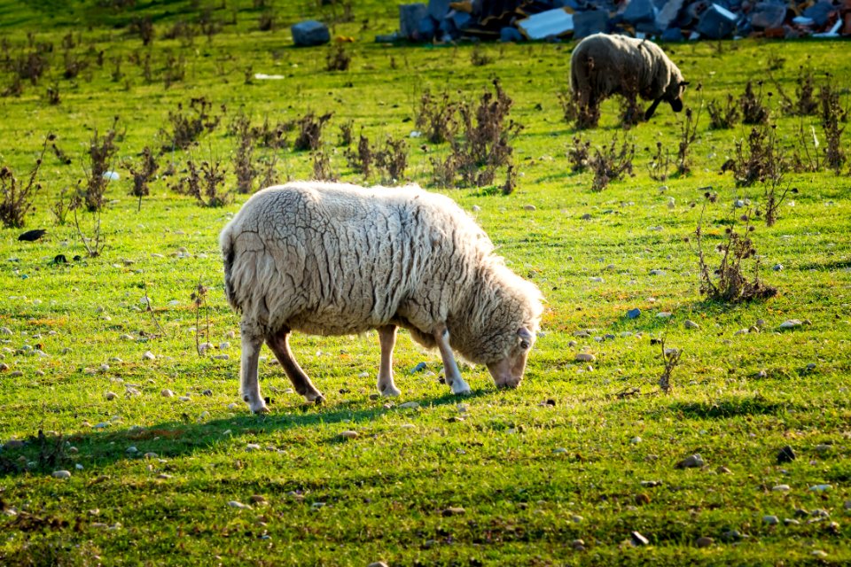 Odolena voda, Czech republic, Czech