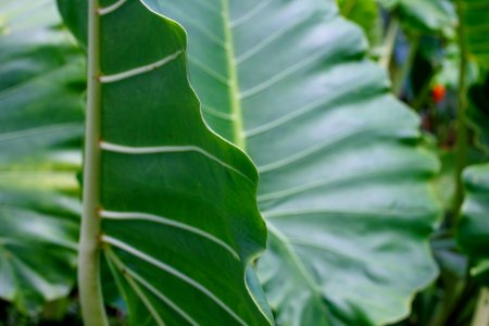 Botanical garden access, Captain cook, United states