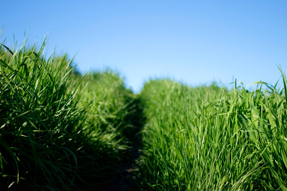 grass field