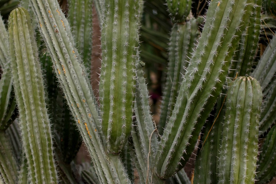Palm springs, United states, Texture