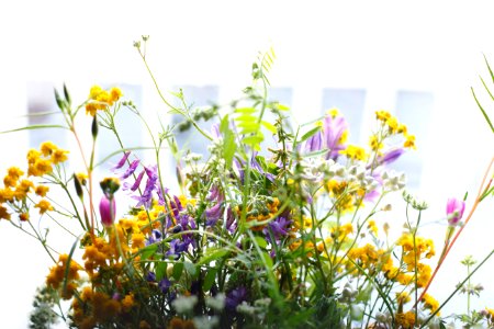 yellow and purple petaled flowers photo