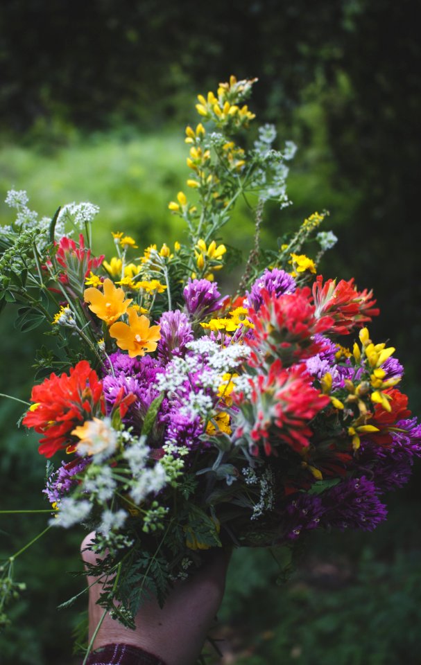Beautiful, Plants, Nature