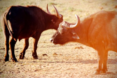 Addo elephant national park, Addo, South africa