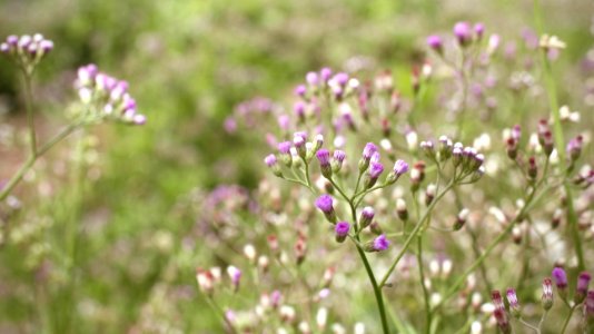 Sekonditakoradi, Ghana, Spring