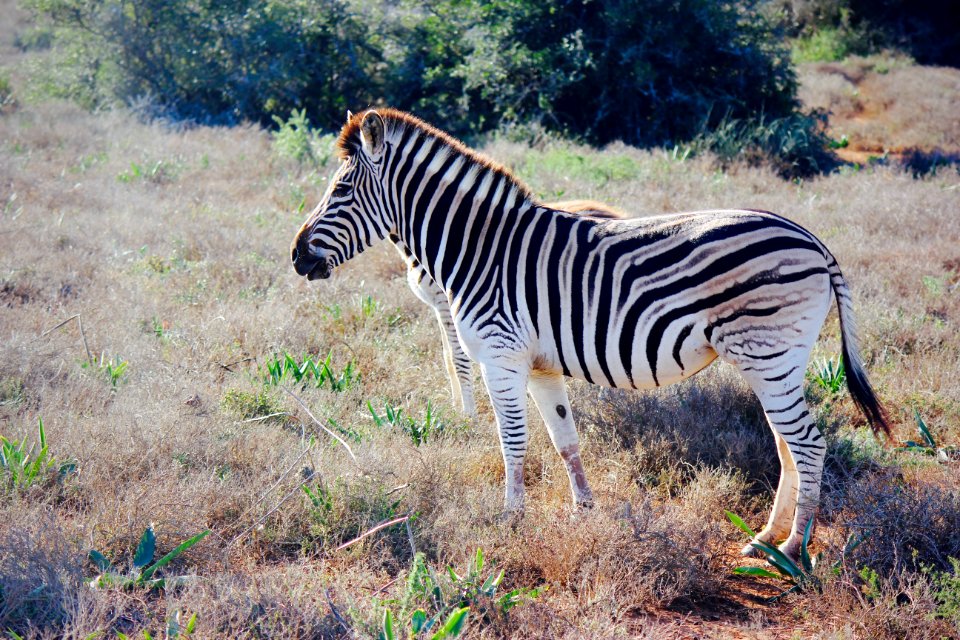 Addo elephant national park, Addo, South africa