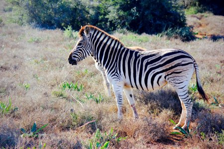 Addo elephant national park, Addo, South africa