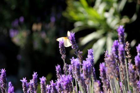 Cape town, South africa, Nature