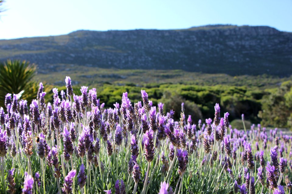 Cape town, South africa, Farm