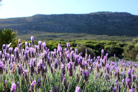 Cape town, South africa, Farm photo