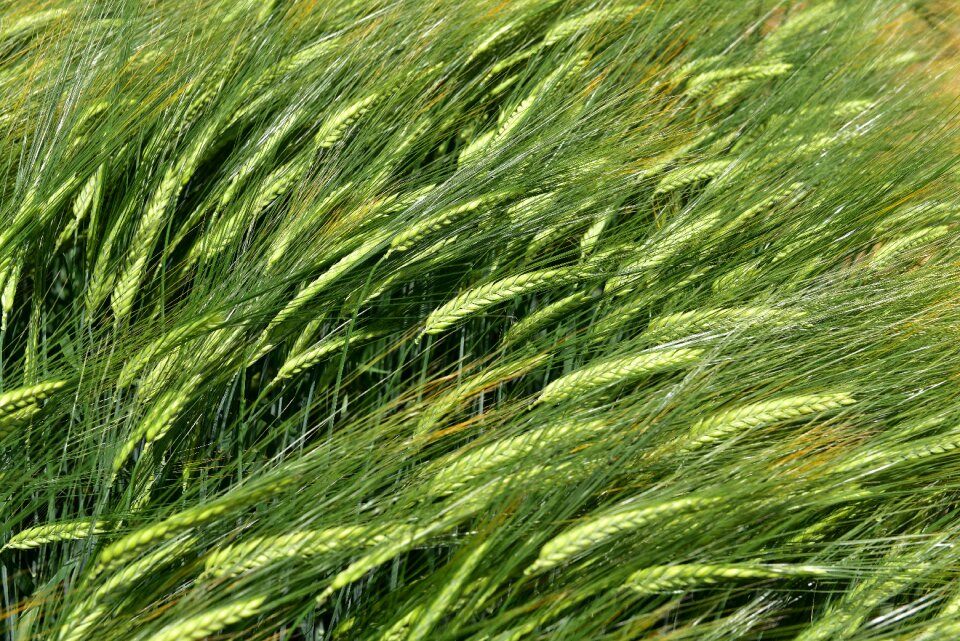 Barley by chaitanya k crop