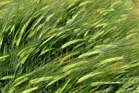 Barley by chaitanya k crop