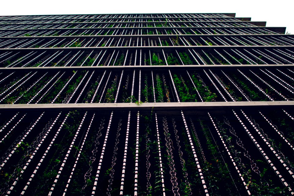 Shibuya, Japan, Lines