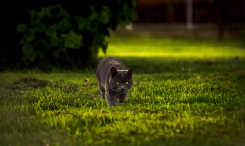 gray cat walking on green grass during daytime photo