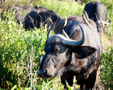 South africa, Hluhluwe, Bird