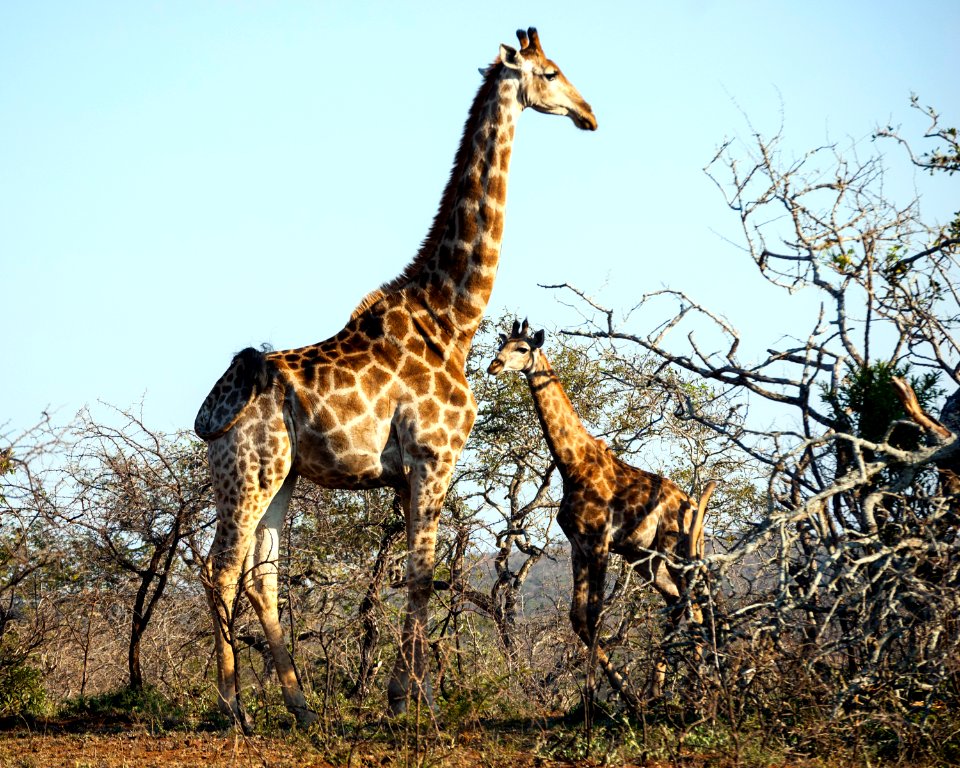 Bayete, South africa, Mpolweni