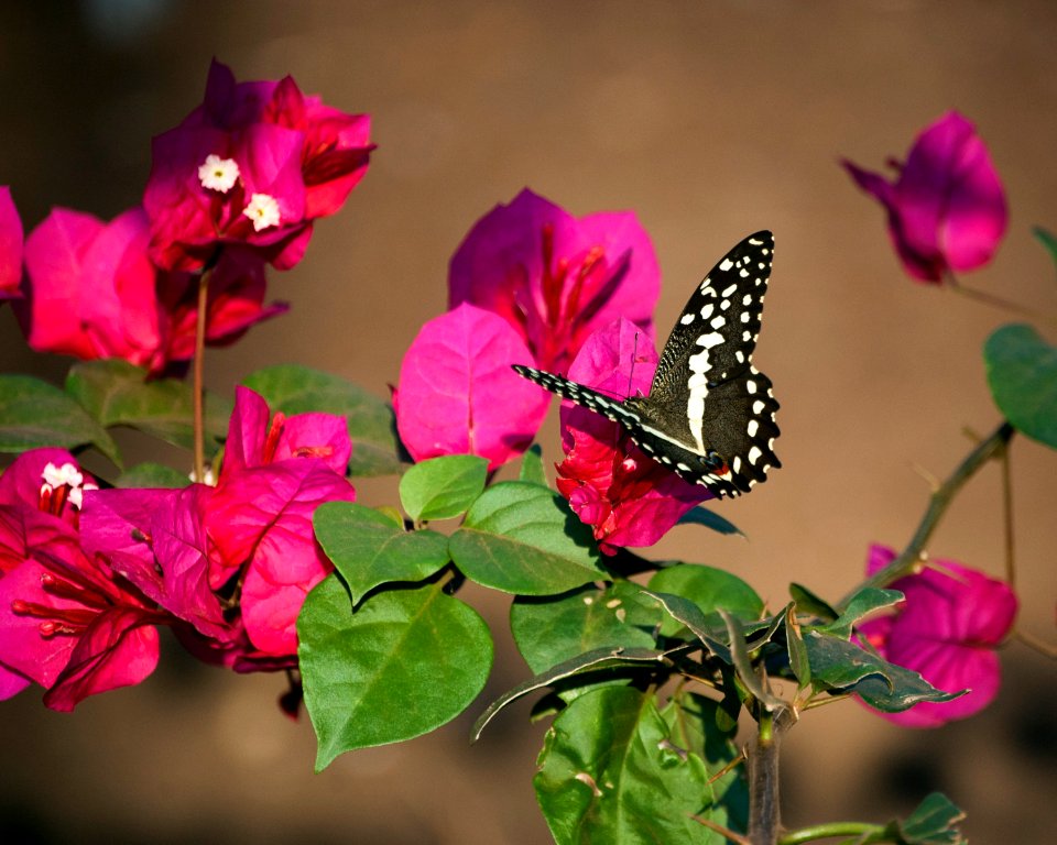 South africa, Kwazulunatal, Closeup