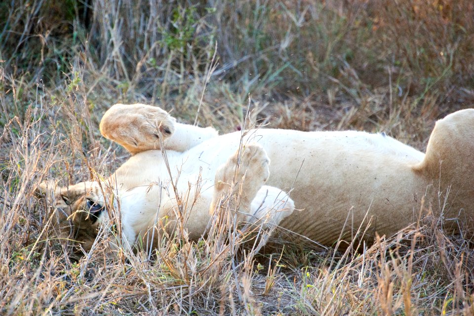 Bayete, Mpolweni, South africa