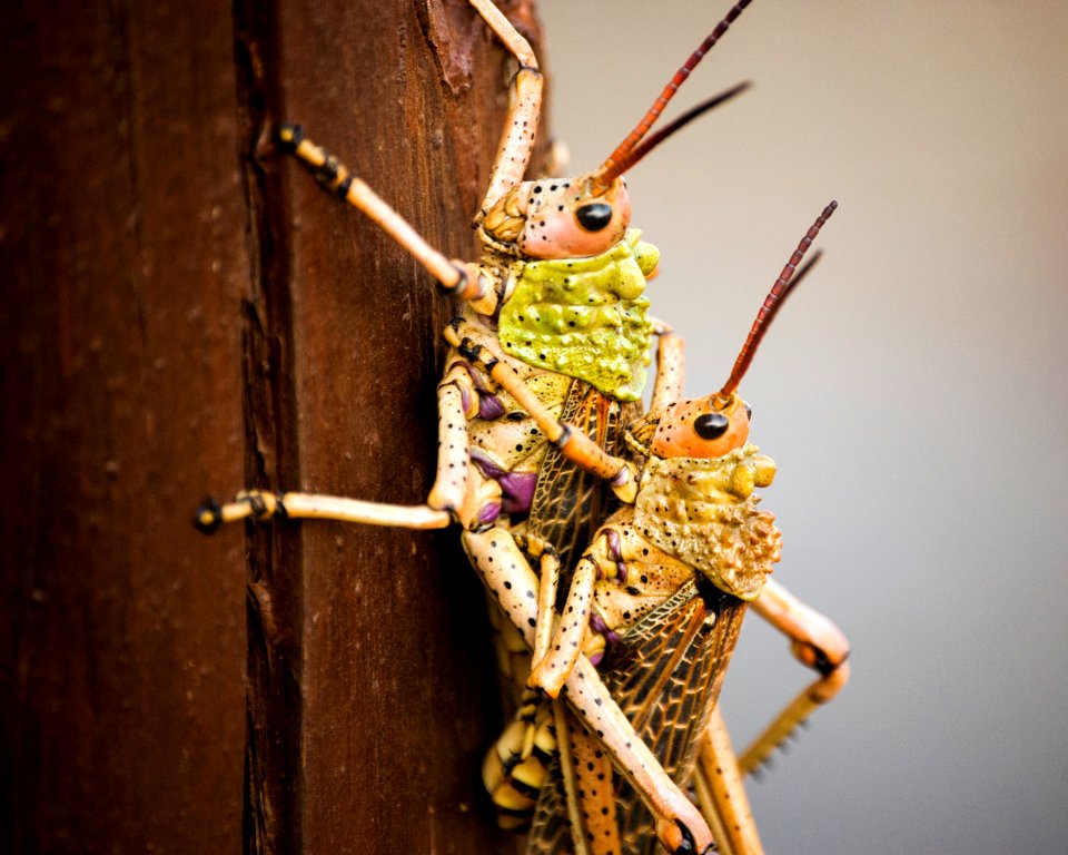 South africa, Kwazulunatal, Closeup