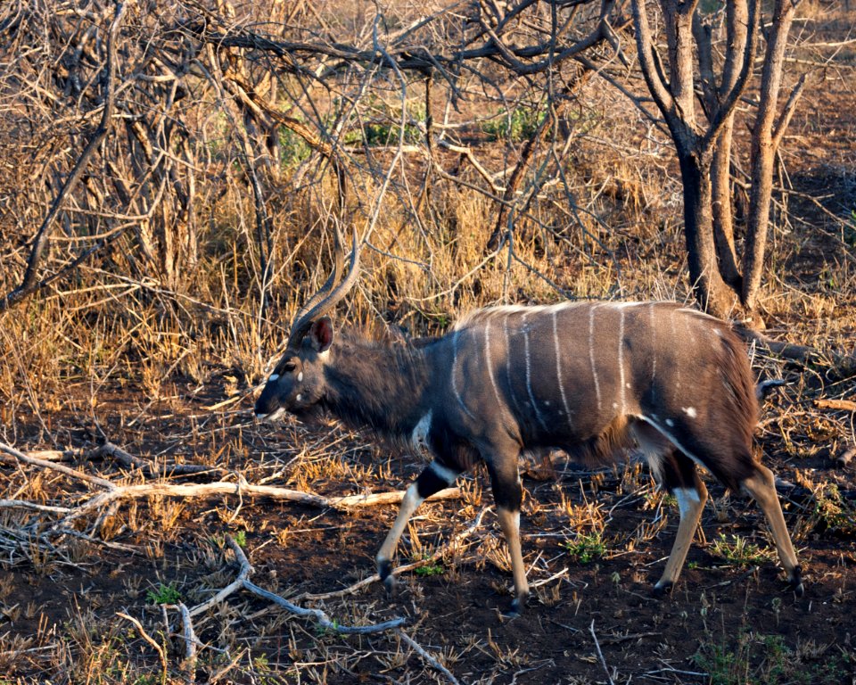 South africa, Kwazulunatal, Male