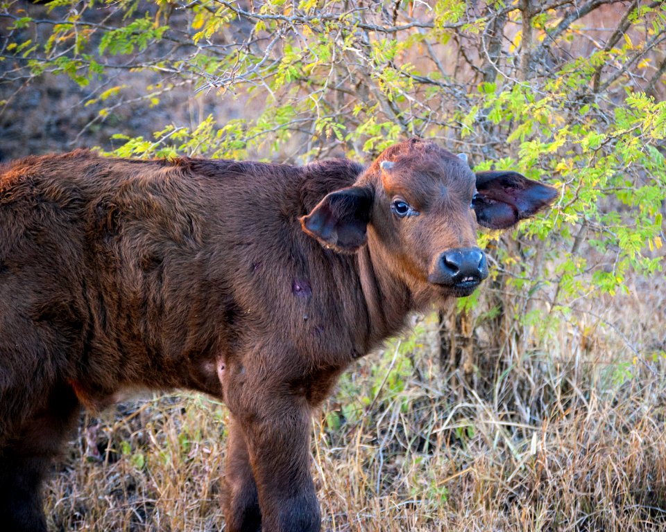 South africa, Cute, Mammal