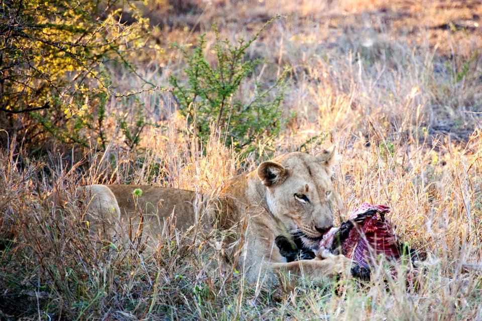 Bayete, South africa, Mpolweni