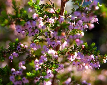 Cape town, South africa, Plant