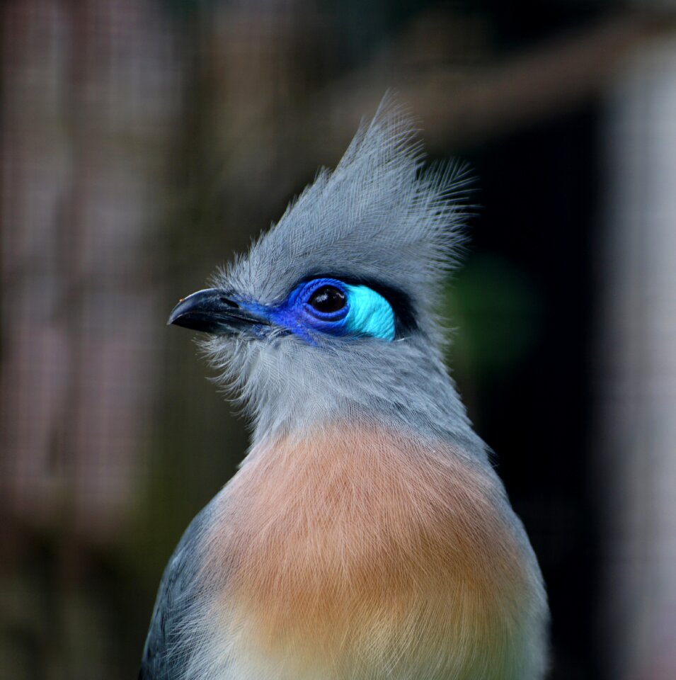 Bird plumage bird park