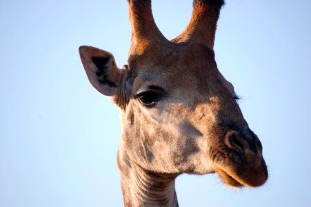 South africa, Bayete, Mpolweni