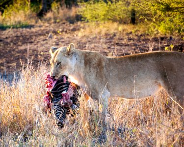 South africa, Bayete, Mpolweni