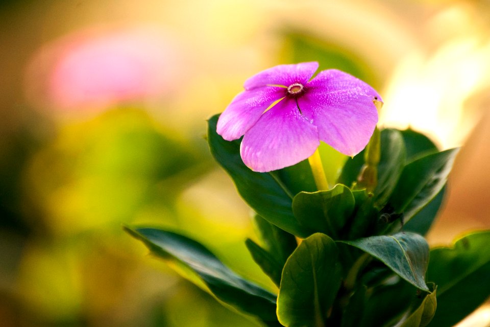 Green, Purple, Plant