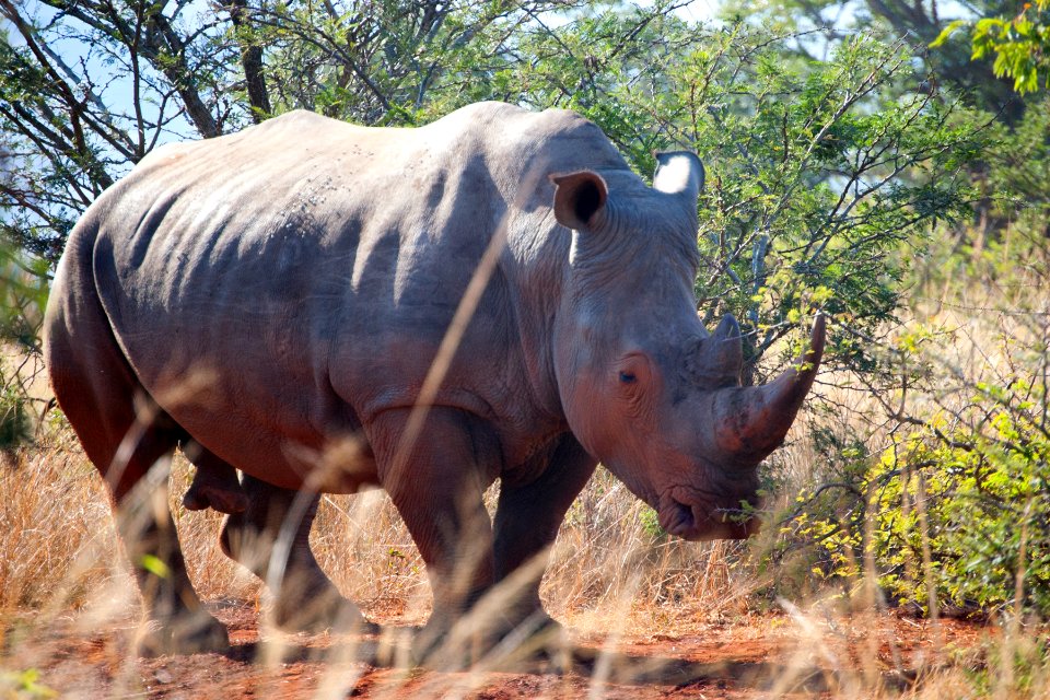 Hluhluwe, South africa, Animal