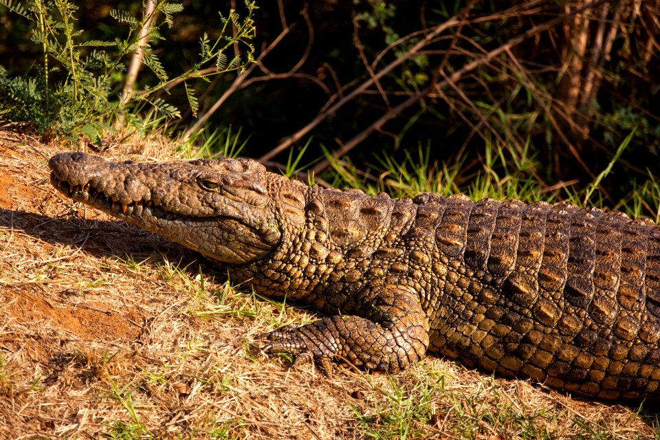 South africa, Kwazulunatal, Sunbathing