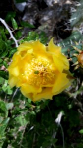 Alamogordo, United states, Desert