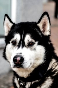 close up photo of black and white Siberian husky dog photo