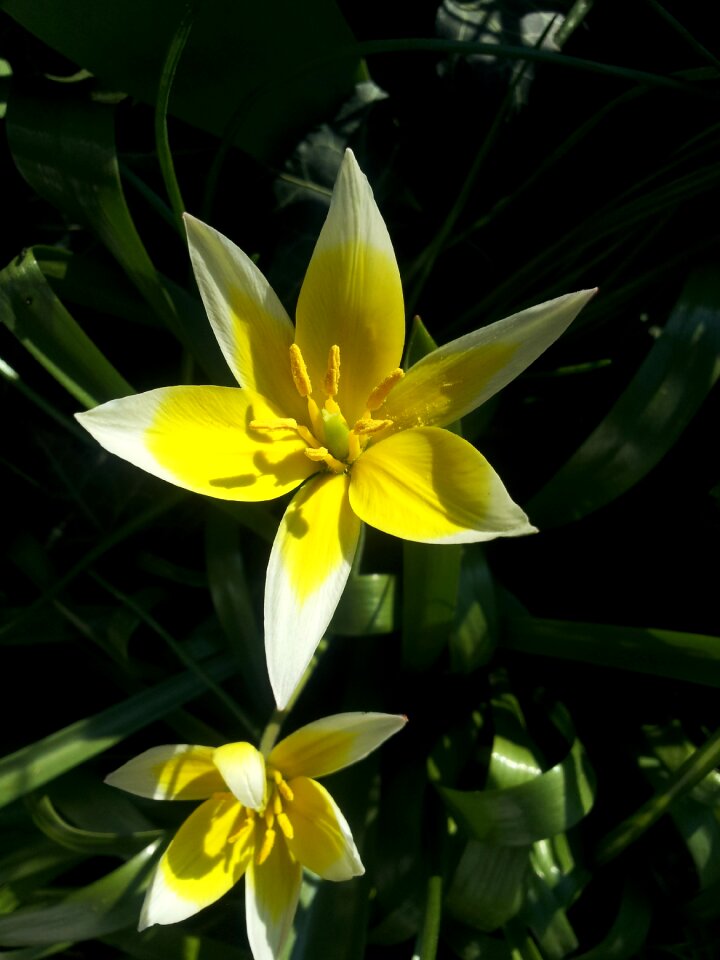 Garden blossom bloom